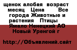 щенок алобая .возраст 1 месяц › Цена ­ 7 - Все города Животные и растения » Птицы   . Ямало-Ненецкий АО,Новый Уренгой г.